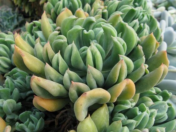 达格达 Echeveria Dagda