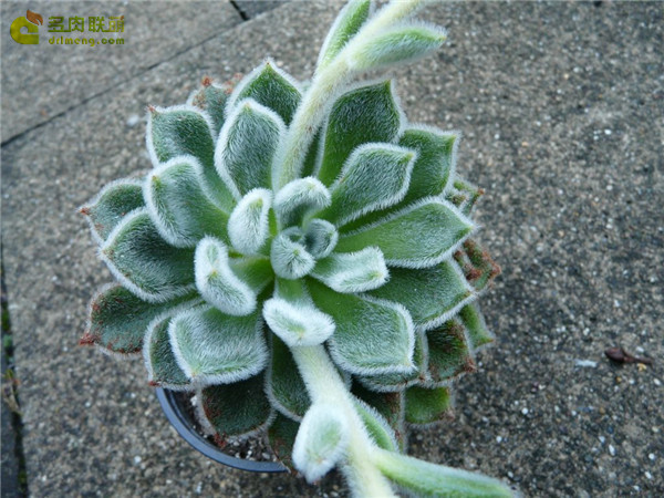 桃乐丝泰勒 Echeveria Doris Taylor