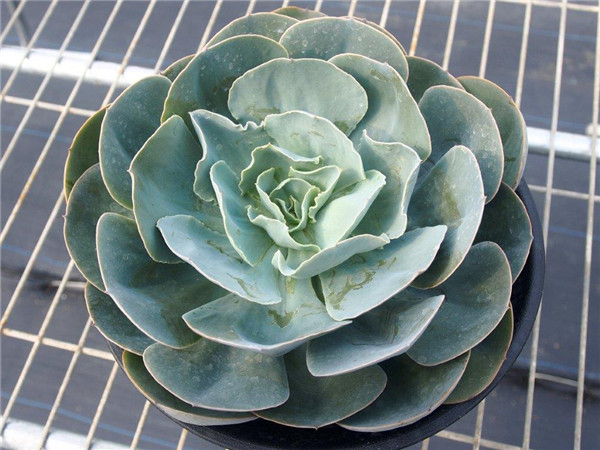 梦幻湖 Echeveria Dream Lake