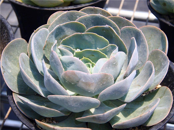 梦幻湖 Echeveria Dream Lake