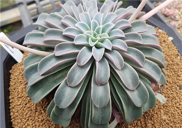 奇幻喷泉 Echeveria Fantastic Fountain