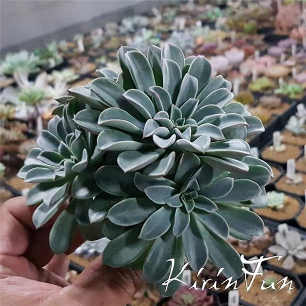 奇幻喷泉 Echeveria Fantastic Fountain