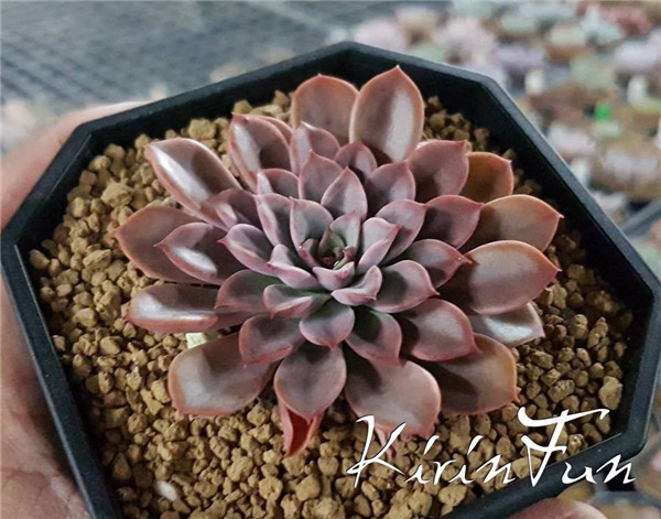 奇幻喷泉 Echeveria Fantastic Fountain