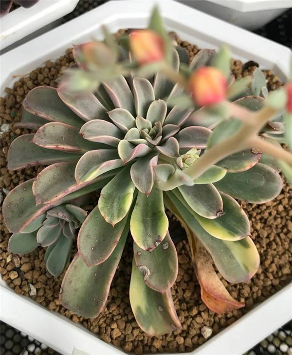 奇幻喷泉 Echeveria Fantastic Fountain