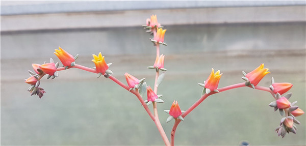 奇幻喷泉 Echeveria Fantastic Fountain