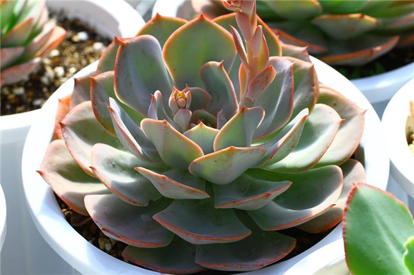 幻紫 Echeveria Fantasy Violet