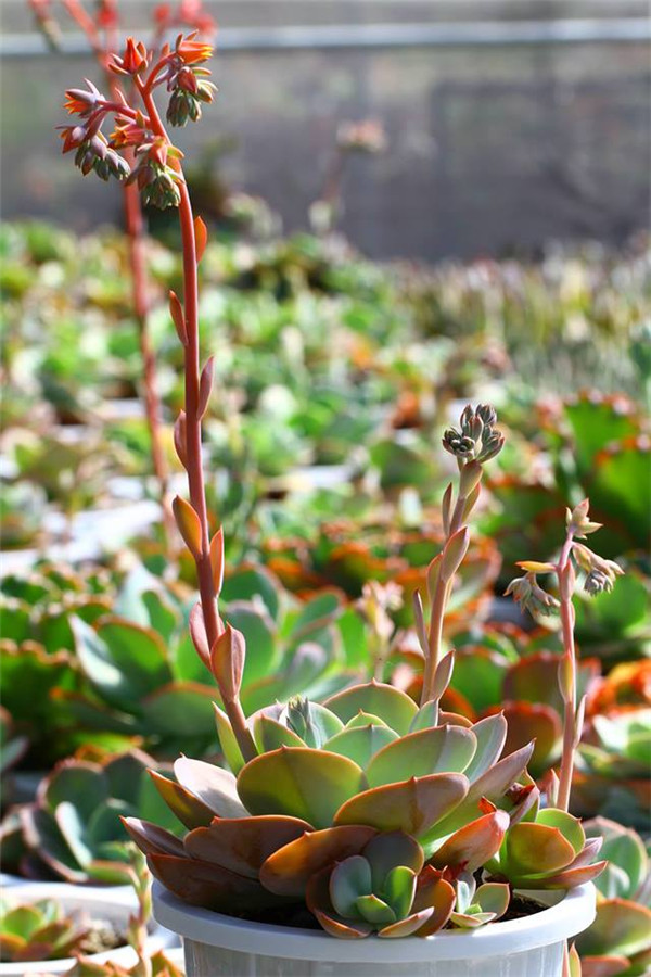 幻紫 Echeveria Fantasy Violet