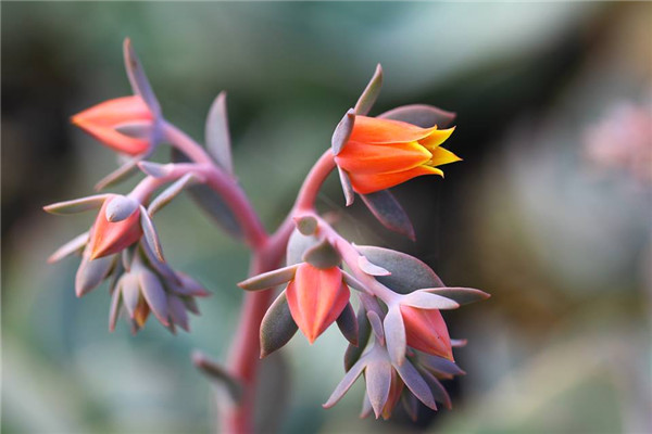 幻紫 Echeveria Fantasy Violet