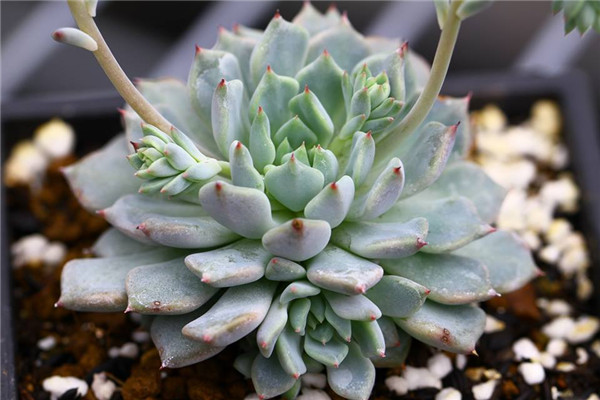 爪儿莲 Echeveria Frosty Claw