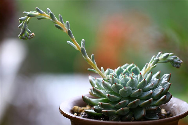 爪儿莲 Echeveria Frosty Claw