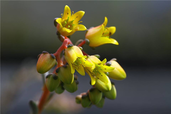 爪儿莲 Echeveria Frosty Claw