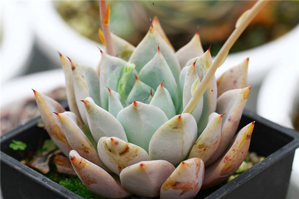 巨人黑爪 Echeveria Giant Claw