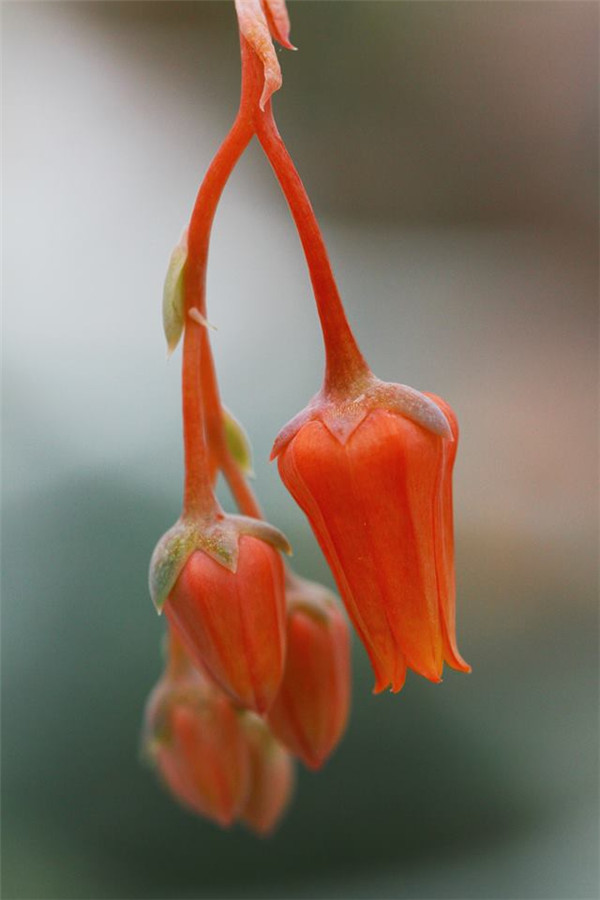 巨人黑爪 Echeveria Giant Claw