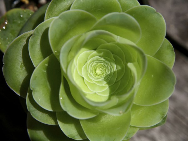 鸡蛋玫瑰 Aeonium diplocyclum var. gigantea