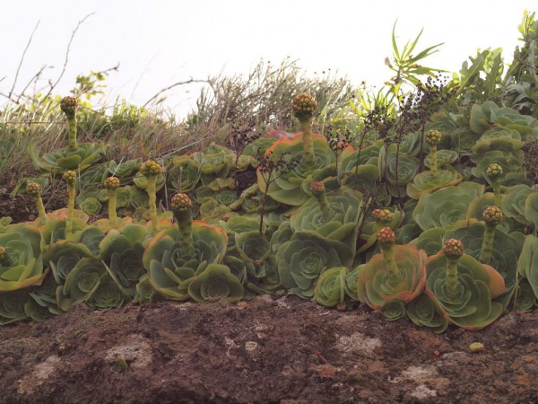 鸡蛋玫瑰 Aeonium diplocyclum var. gigantea