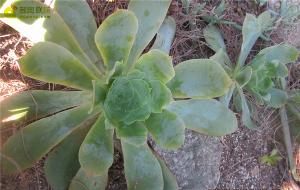 鸡蛋玫瑰 Aeonium diplocyclum var. gigantea