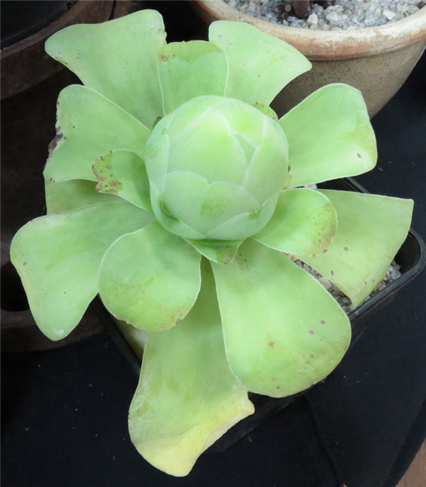 鸡蛋玫瑰 Aeonium diplocyclum var. gigantea