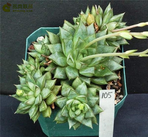 格劳瑞 Echeveria Glory