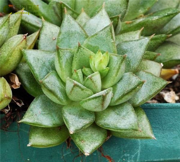 格劳瑞 Echeveria Glory