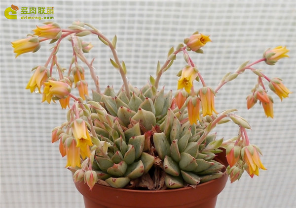 格劳瑞 Echeveria Glory