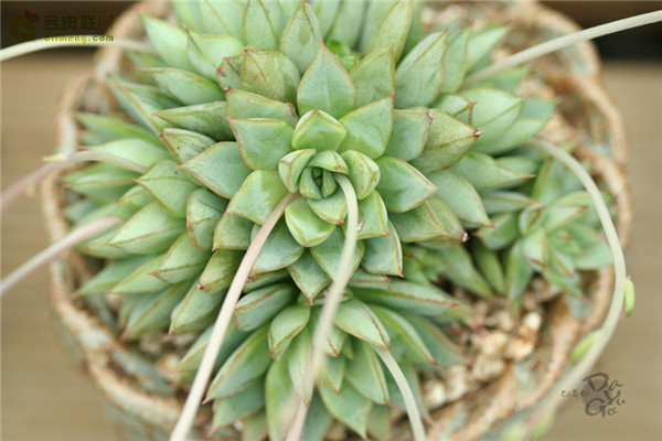 格劳瑞 Echeveria Glory