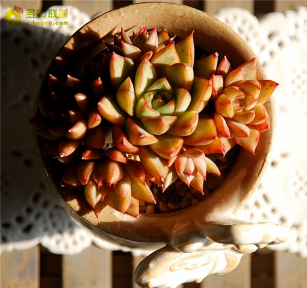 格劳瑞 Echeveria Glory