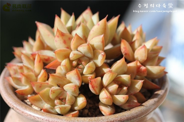 格劳瑞 Echeveria Glory