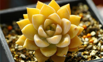 夕映牡丹 xGraptoveria ‘Glow of Peony’