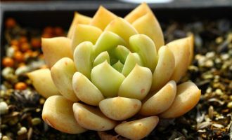 金禾牡丹 xGraptoveria ‘Golden Peony’