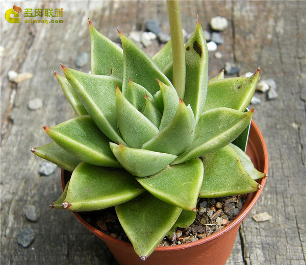 绿叶大和锦 Echeveria Green Leaf