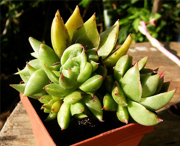 绿叶大和锦 Echeveria Green Leaf