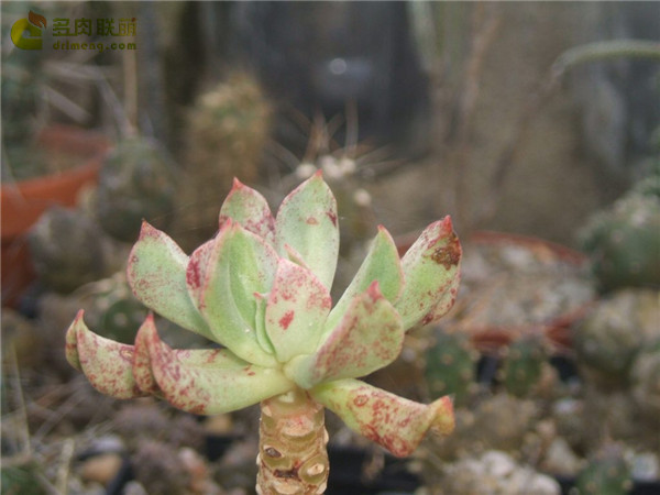 绿星 Echeveria Green Star