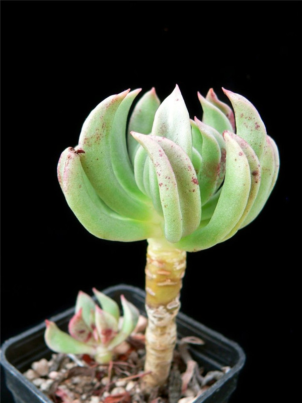 绿星 Echeveria Green Star