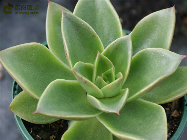 Echeveria Green Star