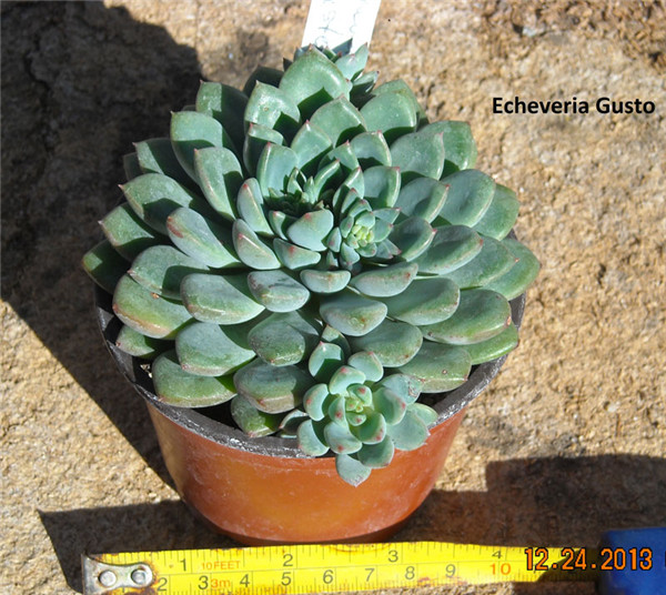 古斯特 Echeveria Gusto