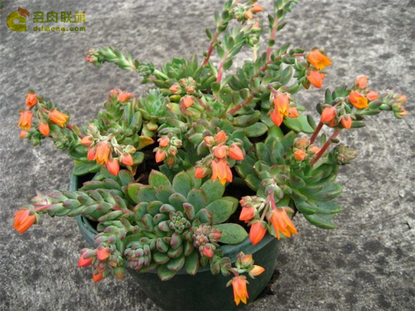 古斯特 Echeveria Gusto