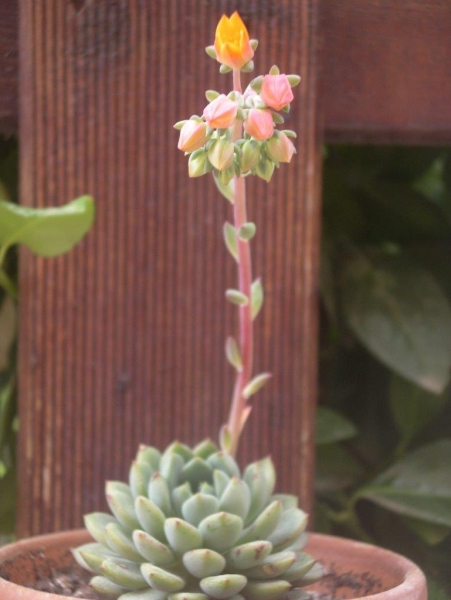 古斯特 Echeveria Gusto