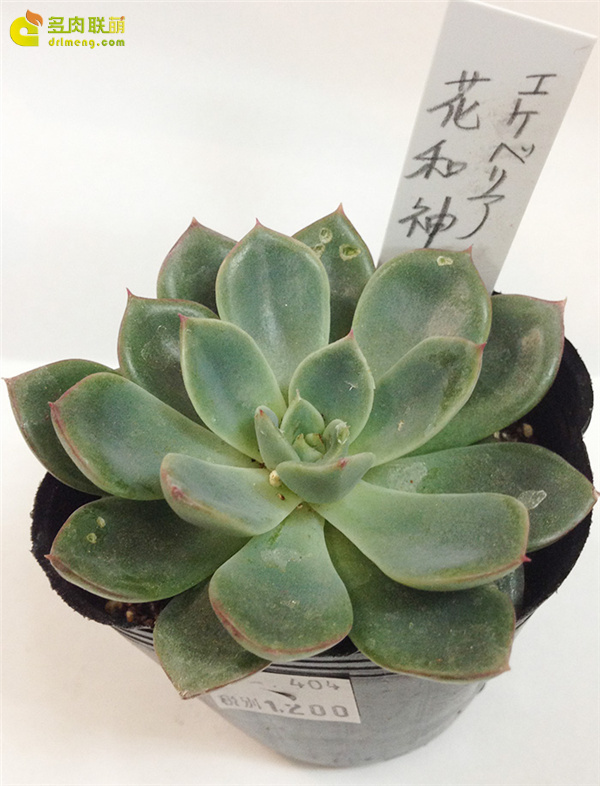 花和神 Echeveria Hana-Miwaku