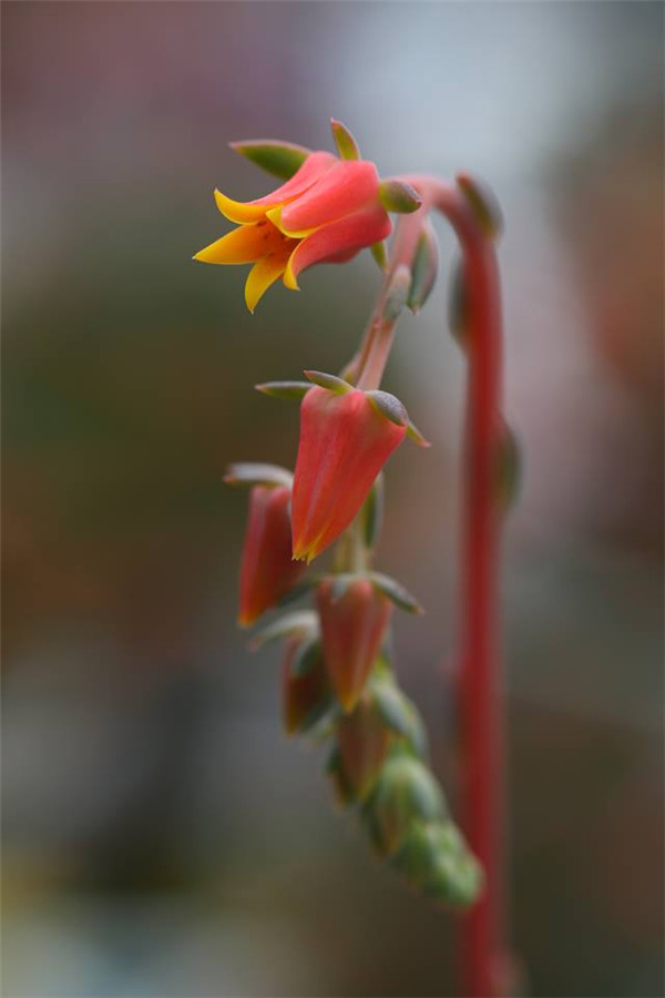 海洋之心 Echeveria Heart of Ocean