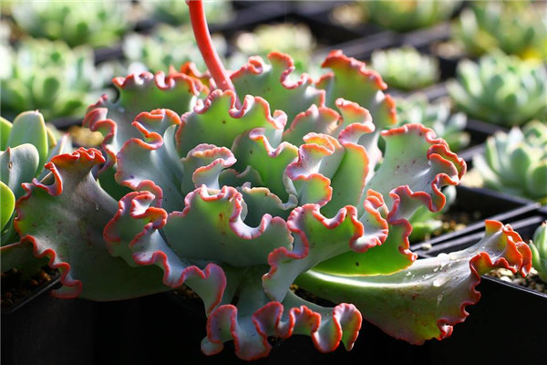 炎帝 Echeveria Hephaestus