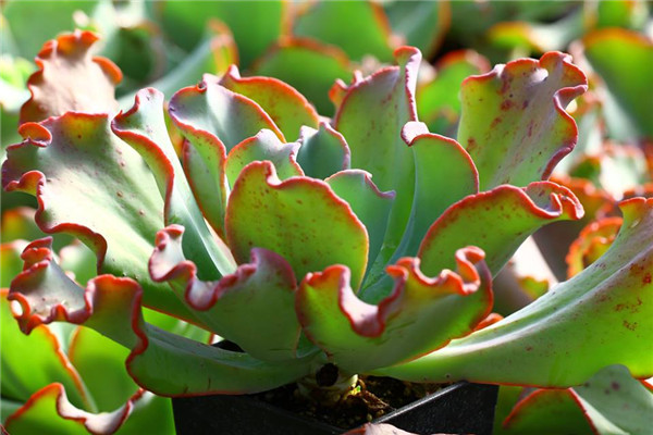 炎帝 Echeveria Hephaestus