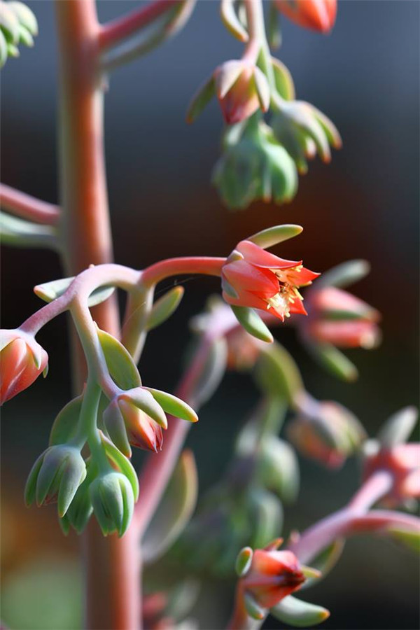 炎帝 Echeveria Hephaestus