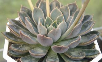 铁爪 Echeveria ‘Iron Claw’