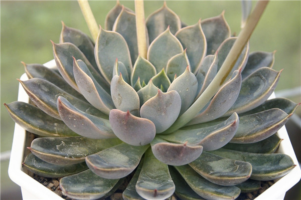 铁爪 Echeveria Iron Claw