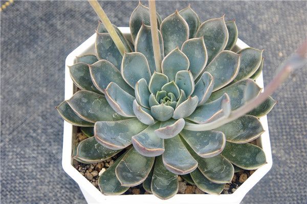 铁爪 Echeveria Iron Claw