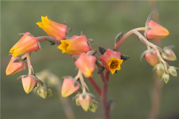 铁爪 Echeveria Iron Claw