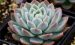 卡罗月影 Echeveria ‘Jalisco’s Glow’