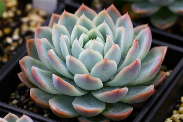 卡罗月影 Echeveria Jalisco's Glow