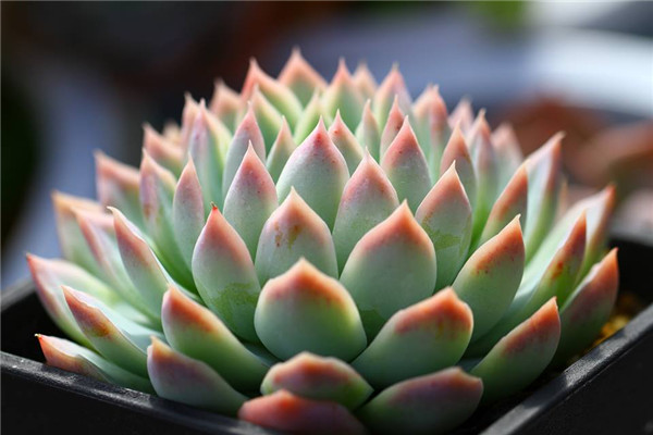 卡罗月影 Echeveria Jalisco's Glow