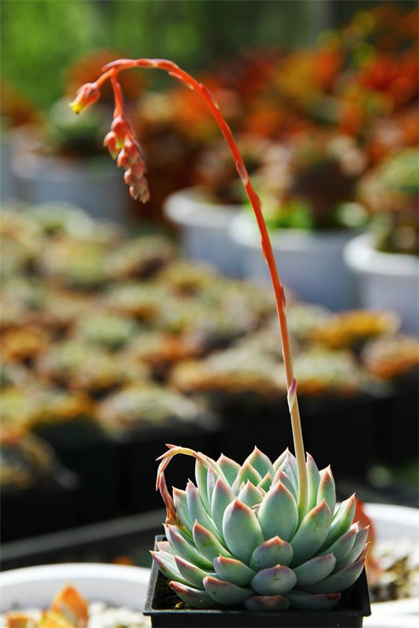 卡罗月影 Echeveria Jalisco's Glow